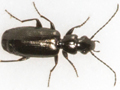 Microlestes minutulus